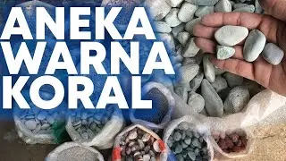 INDAH NYA WARNA WARNI BATU KORAL - BATU ALAM JAKARTA | MUGHNI STONE