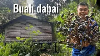 BUAH DABAI 2026