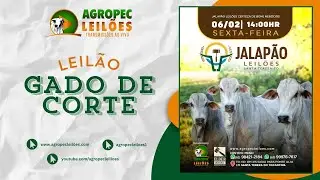 Agropecleiloes.com LEIL&Atilde;O GADO DE CORTE  | JALAP&Atilde;O LEIL&Otilde;ES - SANTA TEREZA-TO| 06/02/2026.