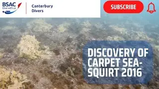 Didemnum Vexillum (Carpet Sea-squirt) Discovery 2016