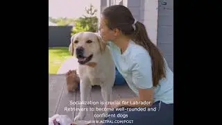 Loving Labs: Effective Training Techniques for Labrador Retrievers! #labradorretriever #training