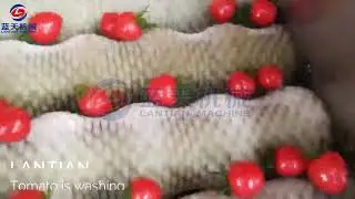 Tomato washing machine have good quality and reasonable price is loved by many customers