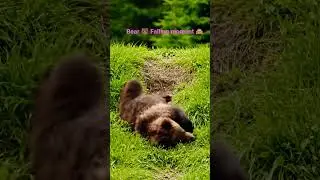 Bear Falling moment #wildlife