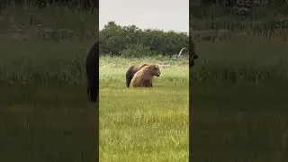 Bear flirting. #bearbrown #grizzlybear #wildlife