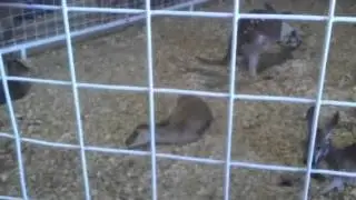 Rodeo kangaroo