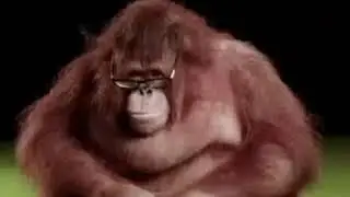 Funny monkeys.