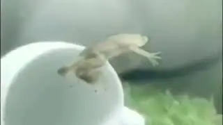 Floating frog meme