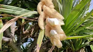Tasting male Screwpine (Pandanus sp.) flowers and pollen off the tree