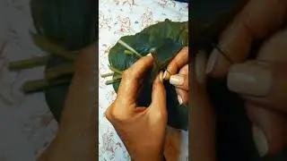 Curing Tobacco, Midewiwan Ceremonial (Mapucho, Wild Tobacco)