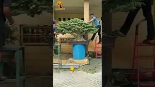 inspirasi bonsai beringin super jumbo #bonsai