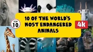 10 of the world's most endangered animals 🐘🐅🦏🦍 | Our kids will not see these animals in future?