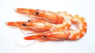 SHRIMP WENT TOXIC - Time Lapse [8K]