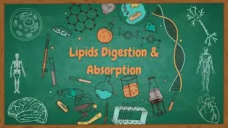 lipids -3- (Digestion & Absorption) - هضم الدسم وامتصاصها  - biochemistry