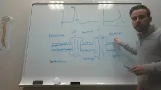 Action Potentials (Accommodation and Propagation speed)