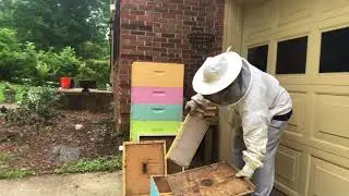 Miracle bees 🐝 HUGE Honey pt1/3