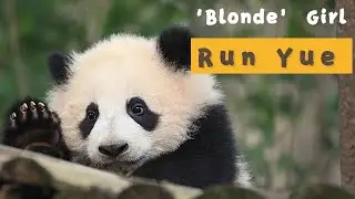 【Panda Diary】Season 2 Episode 5 'Blonde' Panda Girl Run Yue | iPanda
