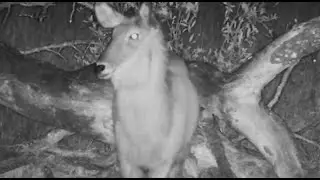 Waterbucks being cautious in the noisy wind overnight 10/3/25
