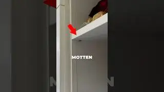 Diese viecher braucht wirklich niemand 🙄🪰#tipps #lifehacks #tricks #lebensmittel #motten #fliegen