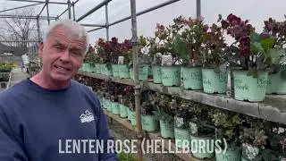 Nursery Stock is in at Niemeyers