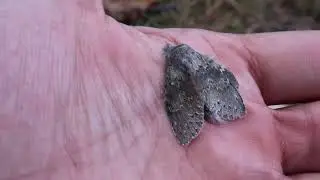 Lobster Moth: Stauropus fagi - information