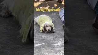 It's bath time! #dog #canine #relaxingmusic #deepfusic #alphawaves #music #nature #relaxingmusic