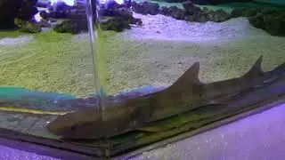 こんなやさしい目のサメもいるのですね。