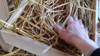 What's a Chicken Coop? - (Protection/Comfort) Let's go Inside !! (chick coop bunk beds vid 5of5)