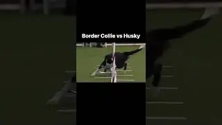 Border Collie vs. Husky Agility Showdown: Who Will Conquer the Course?