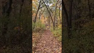 Fall foliage in Indiana Dunes National Park. 🍂 🍁