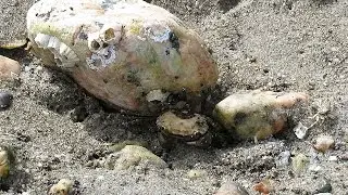 Amazing Camouflage of a Green Shore Crab ~ Sunshine Coast, British Columbia