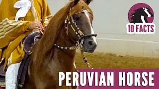 10 Fascinating Facts About the Peruvian Horse