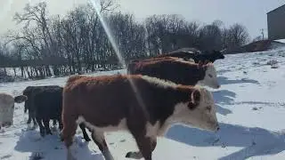 Flint Cattle Herd 1/31/25 