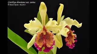 Cattleya dowiana áurea,  Dicas de Cultivo de Orquídeas. 