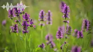 Fast-Paced Dance Mix &ndash; Power Trance Tracks &ndash; Echo Sense Music