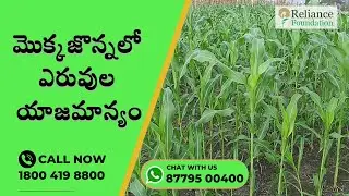 మొక్కజొన్నలో ఎరువుల యాజమాన్యం | Fertilizer Management in Maize