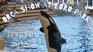 Orca Show at Loro Parque,  Tenerife - SPAIN