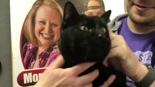 This Black Cat Is Really Good at Hide and Seek