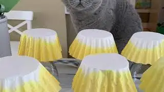 STEAM @ Home: Coffee Filter Fun