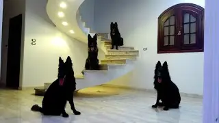 R.D.M.F