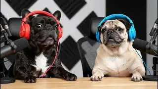Talking Dog Podcast is Hilarious