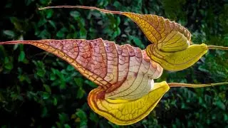 Duck Flower-Mix#flowers#nature#varity #naturalbeauty#shortsvideo#duck#flowerbud #beauty #flower