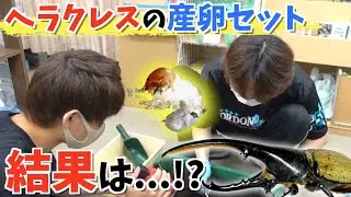 【衝撃】ヘラクレスの産卵セットを掘り出したら...