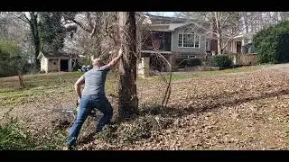 Cutting a dead maple tree