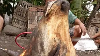 SAPI TERBESAR DI TAHUN | 2024