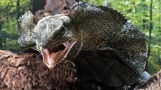 COLLARED LIZARD - the reptile that resembles a dragon