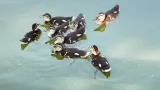 Interesting facts about  turtles, spider webs, lizards, and ducks.