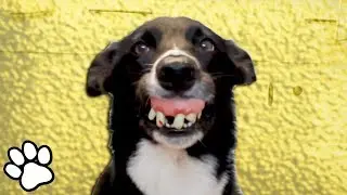The Best Border Collies EVER | Funny Pet Videos 2018 | That Pet Life