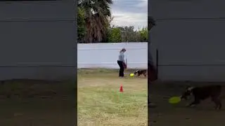 Gilbert K9 Frisbee