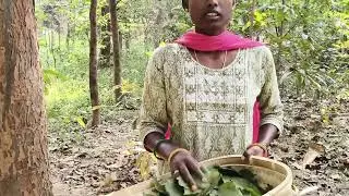 Jungle se katai sal Tode (जंगल से कटाई सांग तोड़े #anima Ranchi vlogs