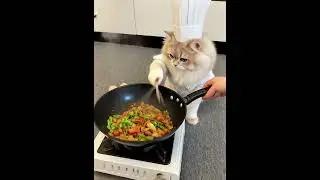 Cutest Dancing Cat Ever! 😹 Watch Her Groove with Style 🎵 | #Analan #pethairremover  #funnypets  #cat